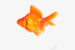鱼金鱼黄色游动的黄色金鱼高清图片