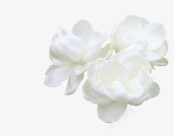 气味芬芳纯白色茉莉花高清图片