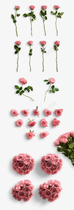 玫瑰花海效果植物单只玫瑰花效果高清图片