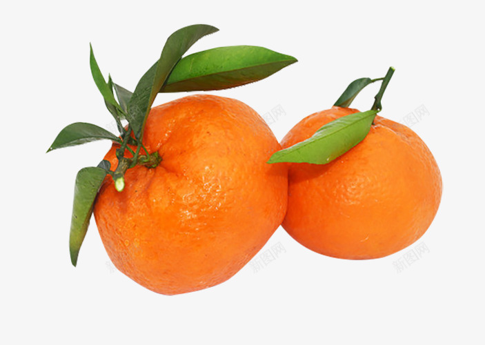 美味的橘子实物图png免抠素材_新图网 https://ixintu.com 叶子 实物图 桔梗 橘子 水果 美味的 食物