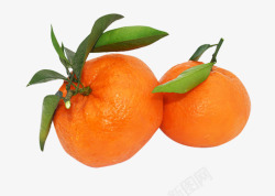 美味的橘子实物图素材