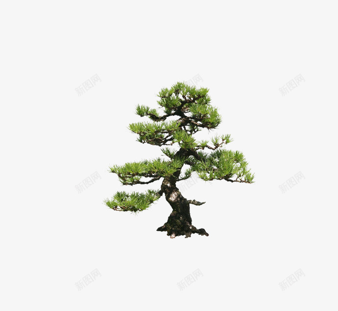 一棵松树png免抠素材_新图网 https://ixintu.com 崎岖的松树 素材图片 绿色植物 裁剪的松树 装饰图案