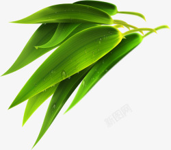 淘宝端午节绿色芦苇叶子素材