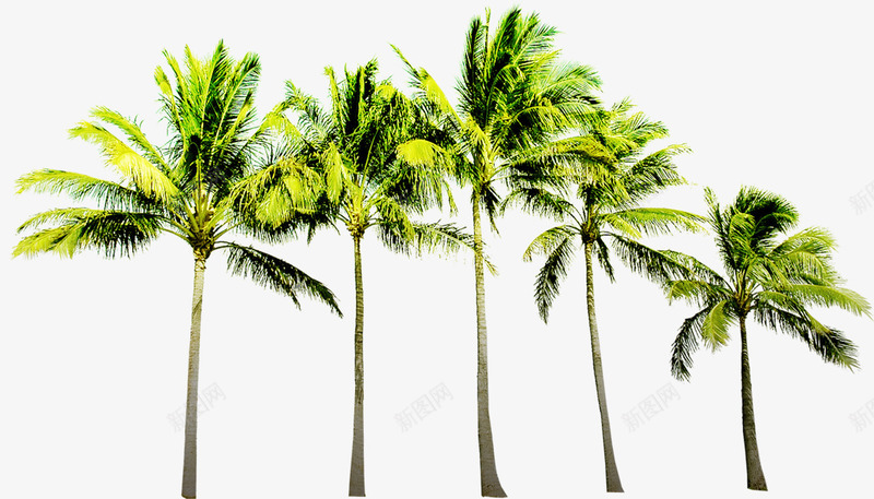 绿色沙滩海边植物椰子树png免抠素材_新图网 https://ixintu.com 植物 椰子树 沙滩 海边 绿色