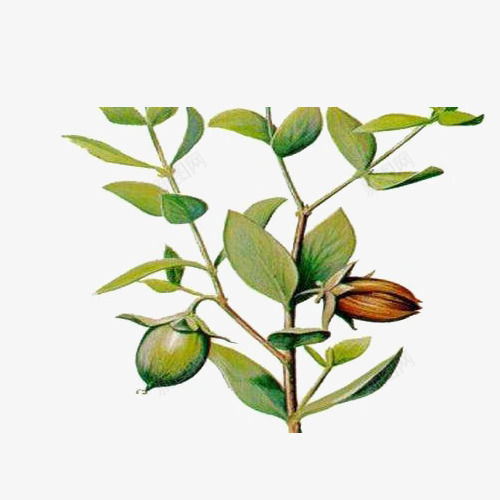 天然绿色植物霍霍巴油png免抠素材_新图网 https://ixintu.com 平面 植物 设计 霍霍巴油