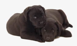 幼仔两只黑色拉布拉多犬高清图片