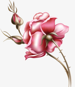 含苞欲放的花朵手绘玫瑰高清图片