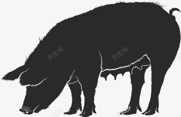 低头吃食的猪图标图标