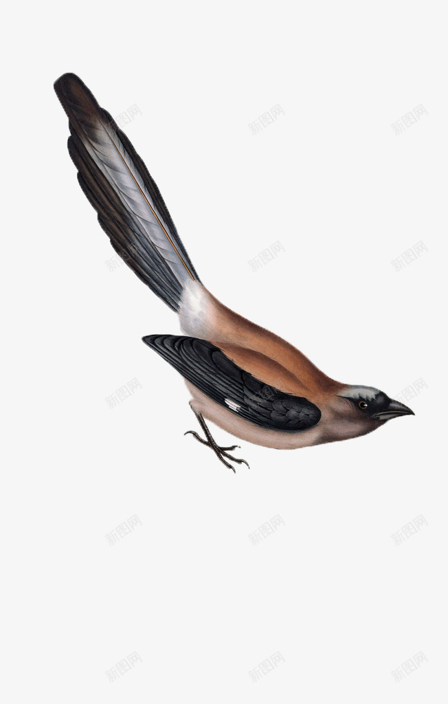 手绘蜂鸟片png免抠素材_新图网 https://ixintu.com 咖啡色 手绘 手绘图片 蜂鸟 鸟类