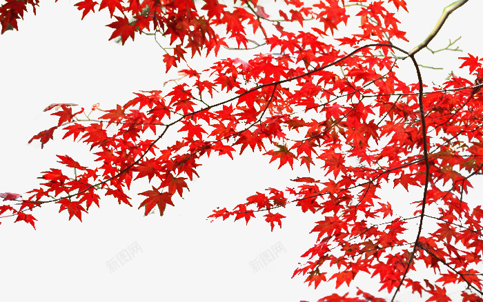 红色枫叶png免抠素材_新图网 https://ixintu.com 叶子 家园 枫叶 树叶 树枝 红色