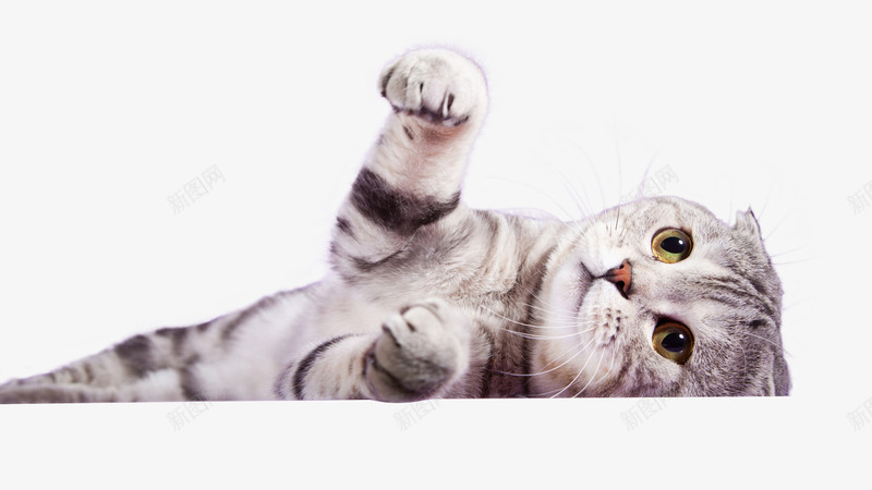 可爱的小猫咪png免抠素材_新图网 https://ixintu.com PNG 侧躺 卖萌小猫 宠物 猫咪 躺着的猫咪