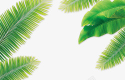 清凉的夏天椰子树叶高清图片