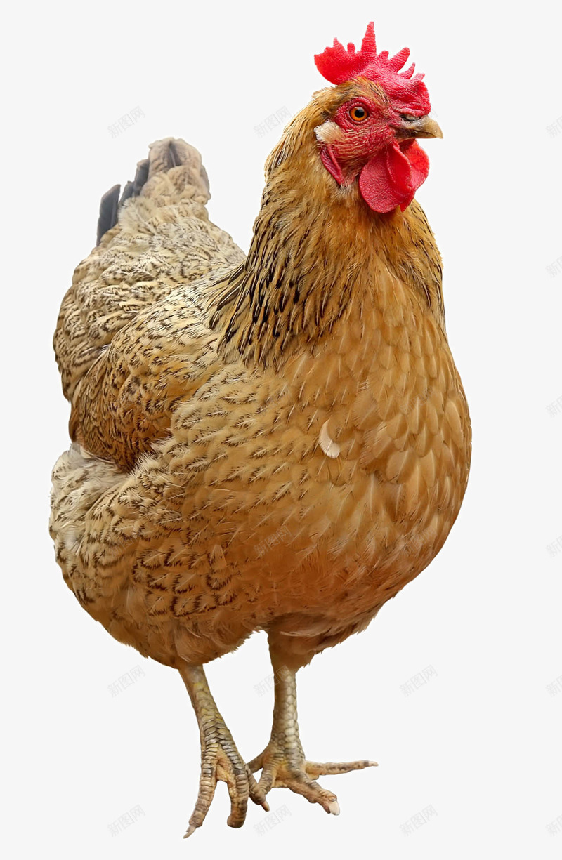 可爱的母鸡png免抠素材_新图网 https://ixintu.com 一只母鸡 土鸡 动物 可爱 小鸡动物 母鸡 小鸡 黄花母鸡  母鸡种类 蛋鸡
