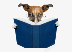 会看书的狗素材