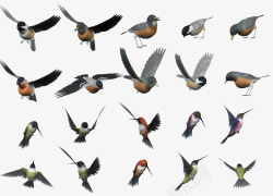 丛林中的鸟飞翔中的喜鹊鸟集合高清图片
