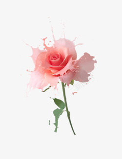 水玫瑰合成牛奶玫瑰高清图片