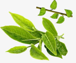 山茶品种绿色茶叶高清图片