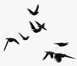 动物乌鸦群鸦高清图片