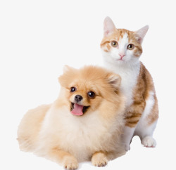 小猫和小狗素材