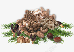 羊肚菌素材蘑菇的大集合高清图片