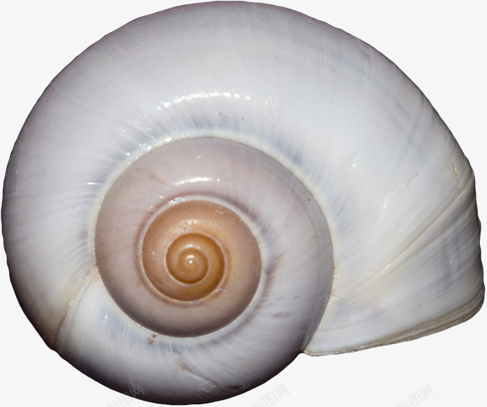 白色蜗牛壳png免抠素材_新图网 https://ixintu.com 写实 白色 素色 纹理 花纹 蜗牛壳 贝壳 贝类 食物
