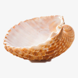精致的珍珠色彩斑斓的贝壳实物高清图片