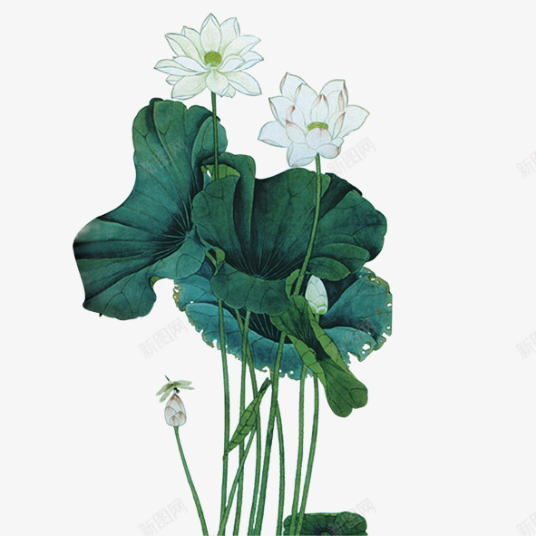 荷花专辑psd免抠素材_新图网 https://ixintu.com 白色 绿色 花朵 荷叶 荷花