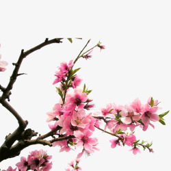 绽放的桃花粉色初春桃花高清图片