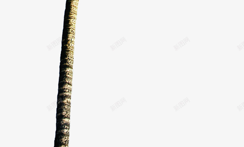 夏日海报卡通沙滩椰子树png免抠素材_新图网 https://ixintu.com 卡通 夏日 椰子树 沙滩 海报 设计