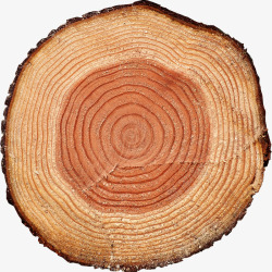树头木桩年轮树木木头切割面高清图片