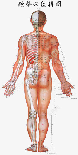 人形轮廓人体经络穴位掛图高清图片