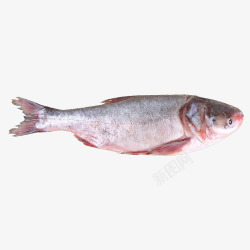 大型鱼鳙鱼胖头鱼水产大型鱼类高清图片