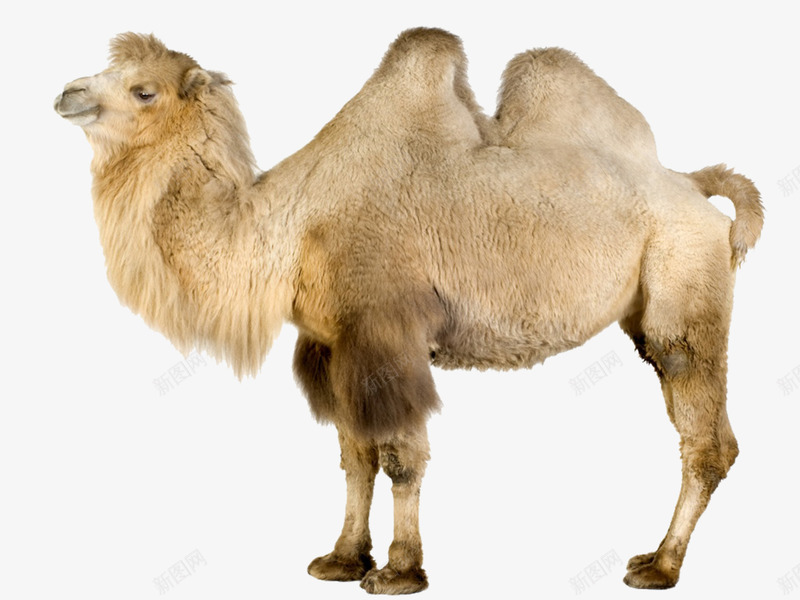 骆驼png免抠素材_新图网 https://ixintu.com 动物 双峰驼 沙漠动物 米棕色 骆驼科生物