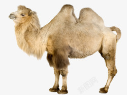 米棕色骆驼高清图片