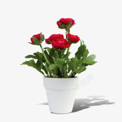 一盆玫瑰花一盆玫瑰花元素高清图片
