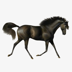 手绘一匹马黑色的马高清图片