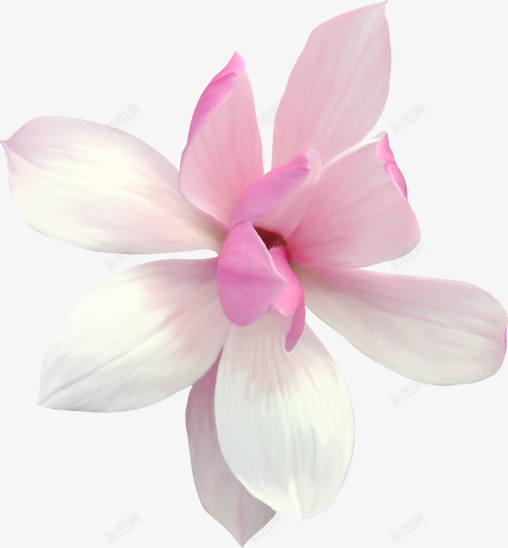白色花朵透明背景png免抠素材_新图网 https://ixintu.com png素材 免扣 白色花朵 透明背景
