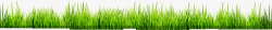 花枝与草地边框绿色草地边框海报背景高清图片