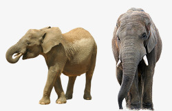 两只大象两只大象高清图片