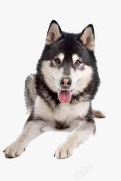 阿拉斯加伸舌头的大狼狗高清图片