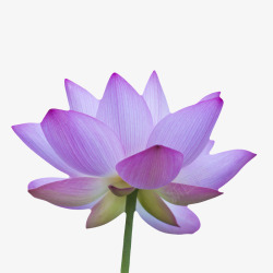 印度莲花庙紫色纯洁的完全盛开的水芙蓉实物高清图片