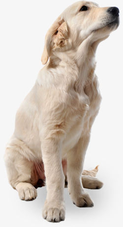 棕白色的狗狗可爱仰头白色狗狗宠物高清图片