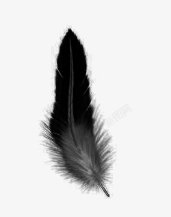 黑色鸟类动物鸟类羽毛黑色高清图片