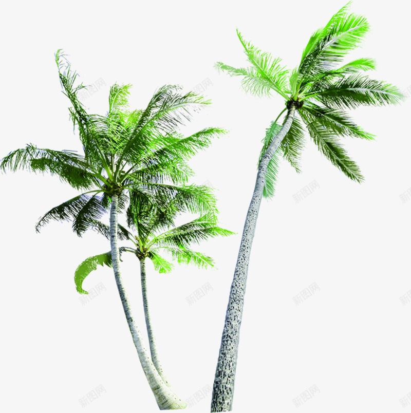 夏日海报植物棕树沙滩绿色png免抠素材_新图网 https://ixintu.com 夏日 棕树 植物 沙滩 海报 绿色