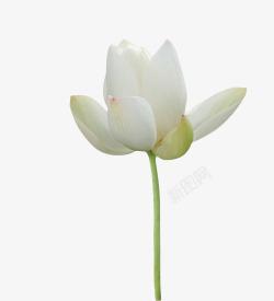 白色纯洁的印度国花水芙蓉实物素材