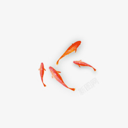 水族馆观赏鱼中国风金鱼1高清图片