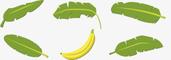 亚马逊香蕉叶素材