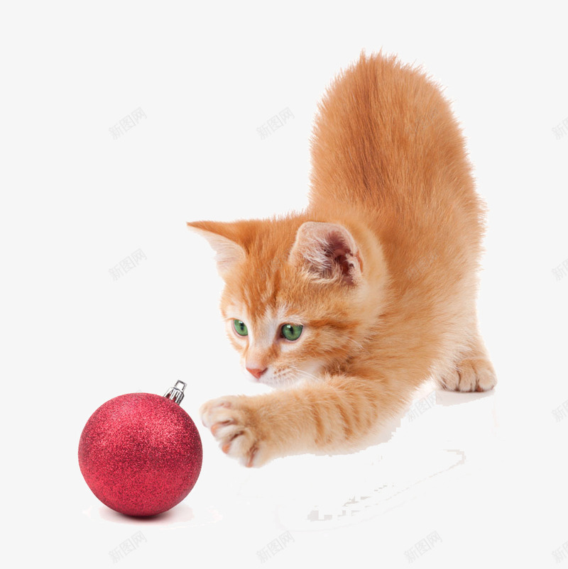 玩耍的小猫png免抠素材_新图网 https://ixintu.com 动物 卖萌小猫 圣诞素材 宠物 猫 萌宠