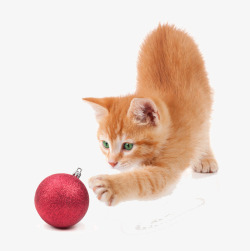 宠物圣诞礼帽玩耍的小猫高清图片
