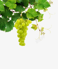 采摘绿色葡萄高清图片